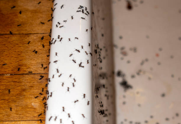 Reliable Tuttle, OK Pest Control Solutions