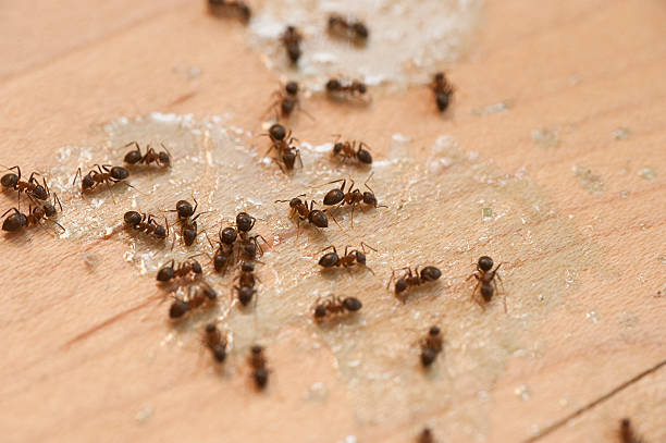 Best Wasp Removal Services  in Tuttle, OK