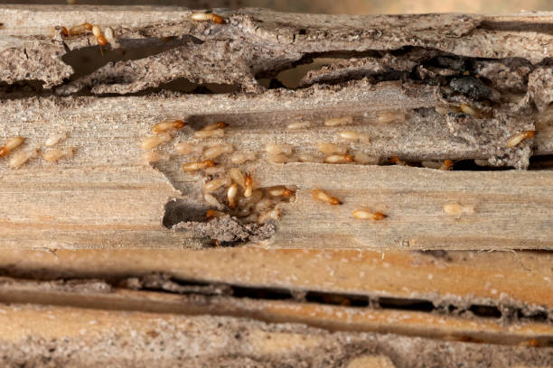  Tuttle, OK Pest Control Pros